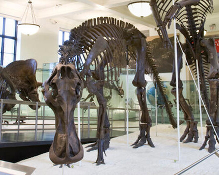 Hall of Ornithischian Dinosaurs. Courtesy of American Museum of Natural History