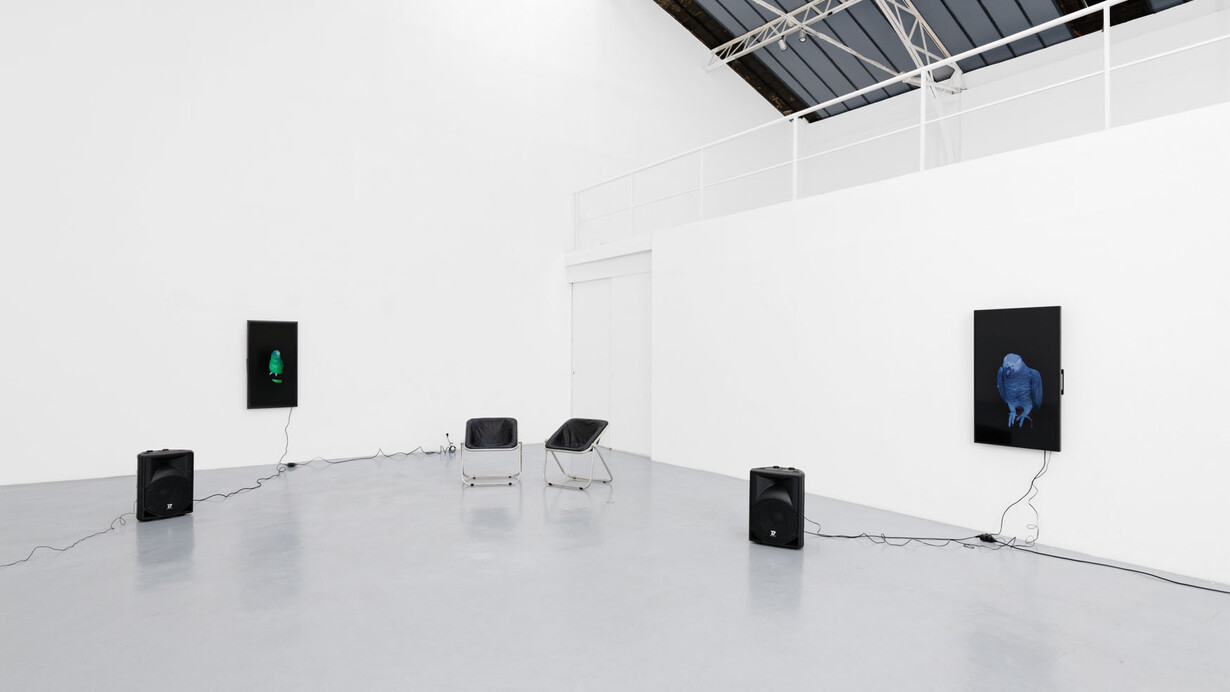 Diana Thater, The conversation, vue d'exposition. Avec l'aimable autorisation de la Galerie Hussenot