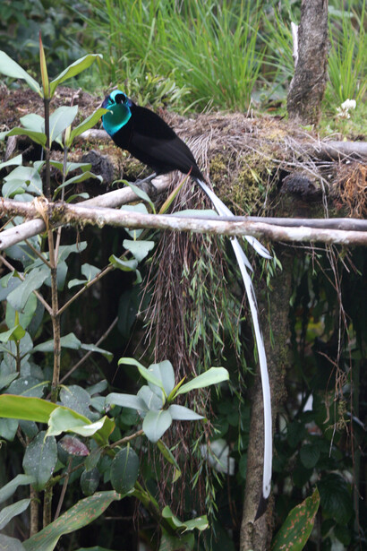 Ribbon-tailed Astrapia (male), Kumul Lodge, (c) Phil Gregory