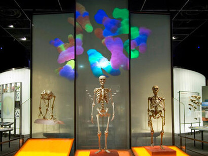Spitzer Hall of Human Origins. Courtesy of American Museum of Natural History