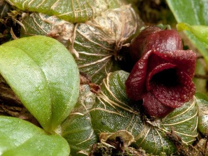 Se han descubierto también  nuevas especies medicinales