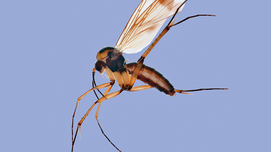 Fliegen, Mücken und Flöhe. Courtesy of Museum für Naturkunde