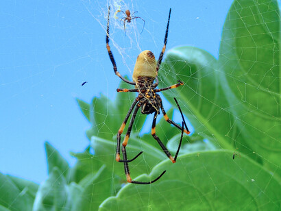 Esemplare di Nephila tetragnathoides