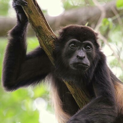Alouatta palliata, Playa Grande, Costa Rica