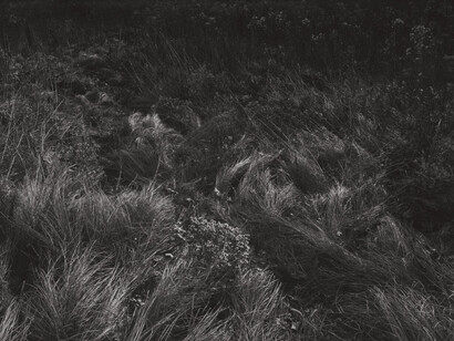 Harry Callahan. Courtesy of Robert Mann Gallery