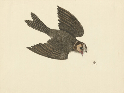 George Raper, Australian owlet-nightjar, Aegotheles cristatus, 1788. Courtesy of Museums of History NSW
