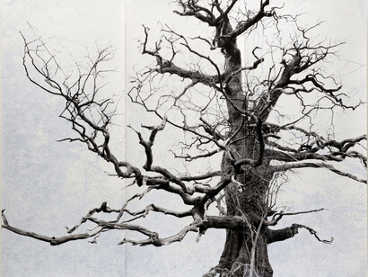 Tacita Dean, Beauty, 2006. Courtesy of Columbus Museum of Art