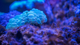 Corail à bulles bleu. Qu’est-ce que le vivant ? La question n’en finit pas d’être posée et reposée, tant par les philosophes, les biologistes que le commun des mortels