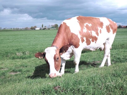 A cow grazing