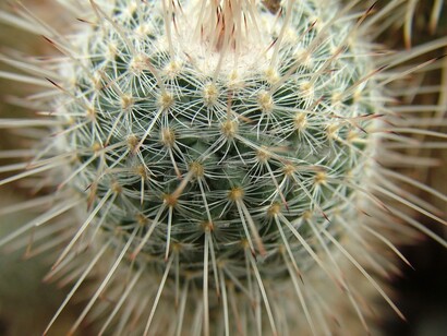Una passione per i cactus