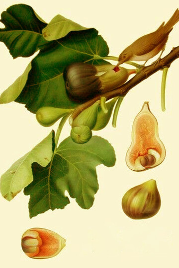 Il fico è il frutto simbolico per eccellenza legato al peccato originale