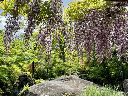 Hanging wisteria in spring © Alma Reyes