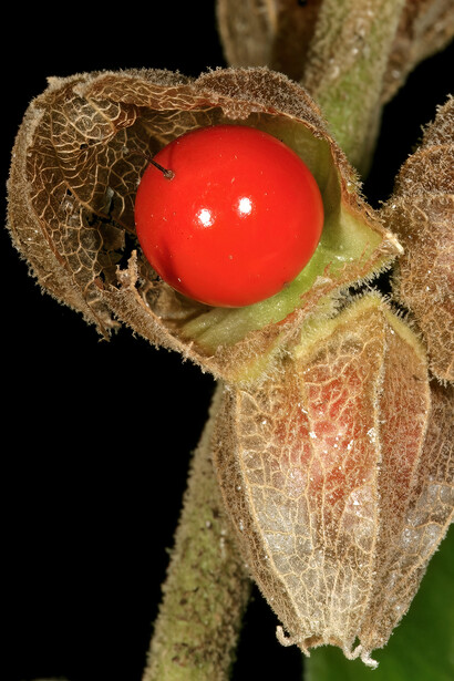 A Ashwagandha pode ter ação anticancerígena ao suprimir o fator nuclear kappaB e fortalecer a apoptose em células