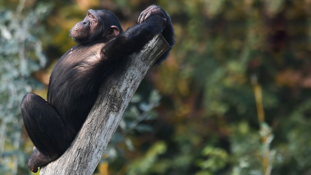 What relationships do we men have with chimpanzees in particular? 