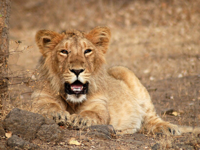 Lioness at Gir, roaring wild