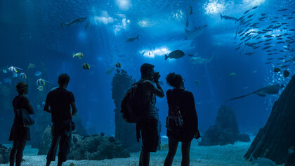 Visitantes en el Oceanográfico ("Oceanário") de Lisboa