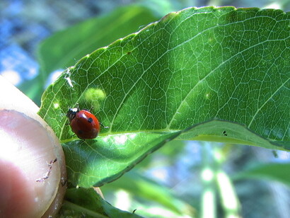 I risultati di un corretto approccio ecologico