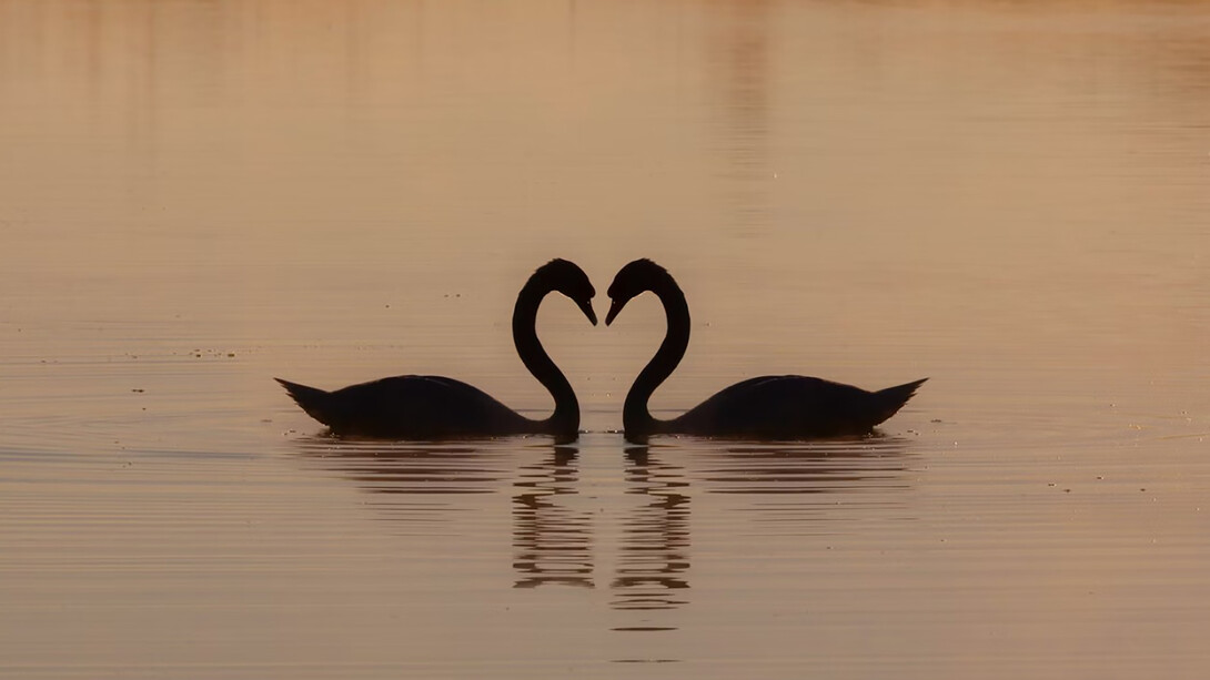 Two swans gliding on the water during the day, symbolizing love and serenity at sunrise