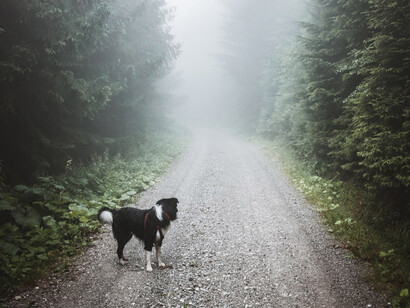 Un can explora la Reserva Natural Nacional Gut's Hell en Třinec, República Checa