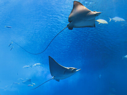 Eco-tourism is another contender for a nature-based economy