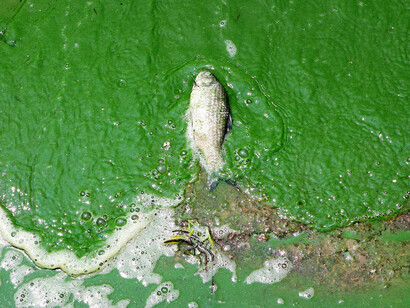 Algae-choked waters off the coast of Qingdao, China