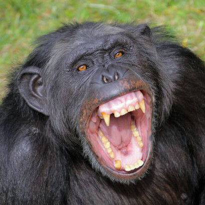 El «Pan troglodytes» posee un comportamiento de caza grupal basado en machos beta liderados por machos alfa relativamente débiles, una dieta omnívora y una cultura compleja con fuertes lazos