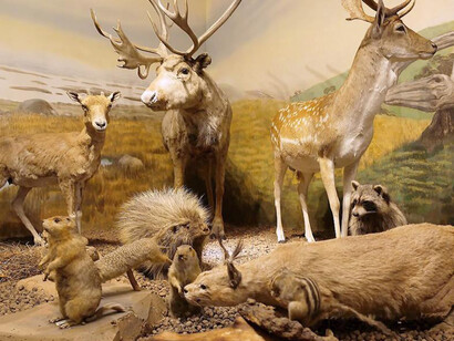 Animals of the world, exhibition view. Courtesy of the Latvian National Museum of Natural History