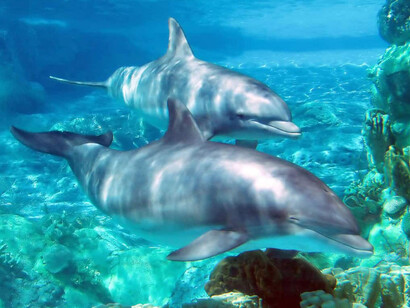 Como otros cetáceos, los delfines utilizan los sonidos, la danza y el salto para comunicarse, orientarse y alcanzar sus presas; además utilizan la ecolocalización