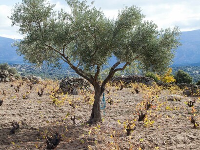 Viñedo La Losilla. Foto de Antonio Torrijos