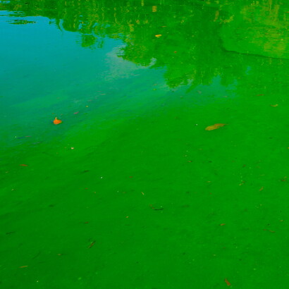 Águas contaminadas por cianobactérias