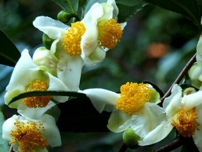 I fiori della Camellia Sinensis