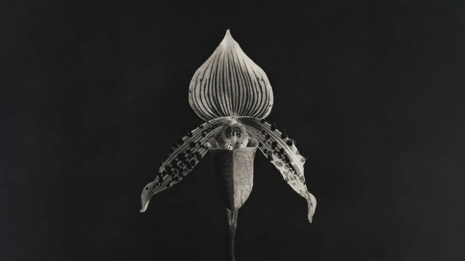 Robert Mapplethorpe. Orchid, 1986-1987. Image courtesy of Zeit Contemporary Art, New York