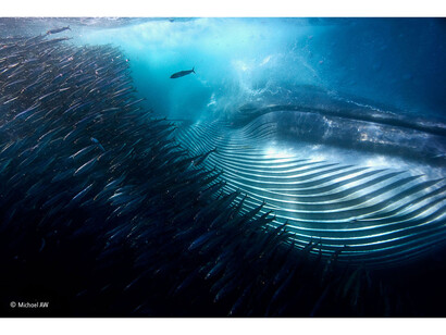 A whale of a mouthful, Michael AW, Australia / Wildlife Photographer of the Year 2015