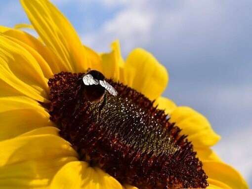 Além da beleza, existe também a funcionalidade. Na natureza, a disposição das folhas nas plantas, chamada de filotaxia,  frequentemente segue a sequência de Fibonacci. Isso permite que cada folha receba a máxima quantidade possível de luz solar sem sombrear as demais
