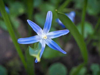 Bluebell è un piccolo fiore viola che sprigiona abbondanza, apertura di cuore, fiducia e condivisone