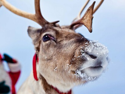La renna, amica di Babbo Natale e portatrice di doni