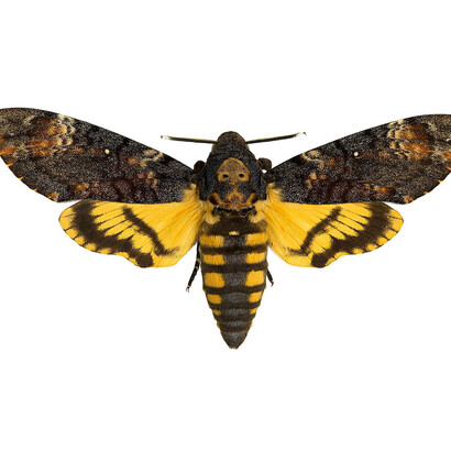 «Acherontia atropos», Esfinge de la Calavera