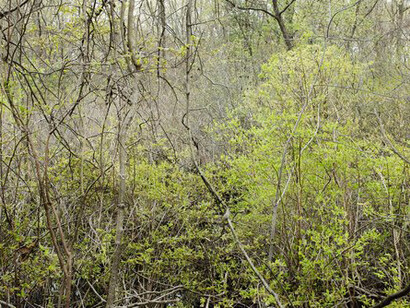 Mary Lang, Early spring, Flowed Meadow Conservation Area, Auburndlae, MA, 2023. Courtesy of the artist and Kingston Gallery