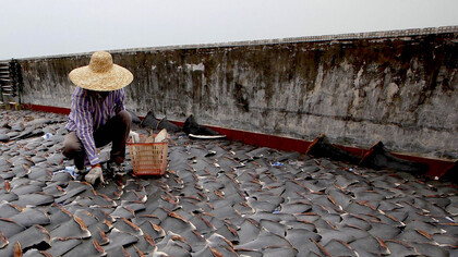 Canada passed a ban on shark finning at sea in 1994