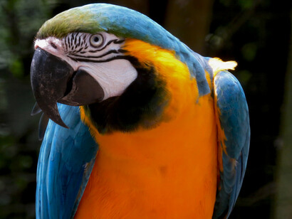 Guacamayo, Selva Amazónica, Peru