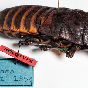 Hemimetabola. Courtesy of Museum für Naturkunde
