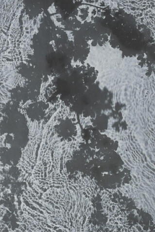 Susan Derges. Courtesy of Purdy Hicks Gallery