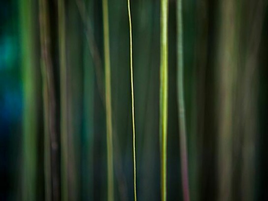 Jungle Road 12-12-10,2012, Archival pigment print, printed 2014, 22 x 33 inches, edition of 10 © Laurie Lambrecht.