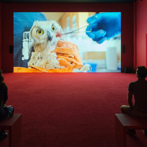 Camille Henrot, In the veins, exhibition view. Courtesy of LUMA Arles