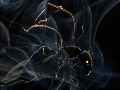 Anand Varma, USA, for National Geographic Magazine - First Prize Nature Category, Stories
