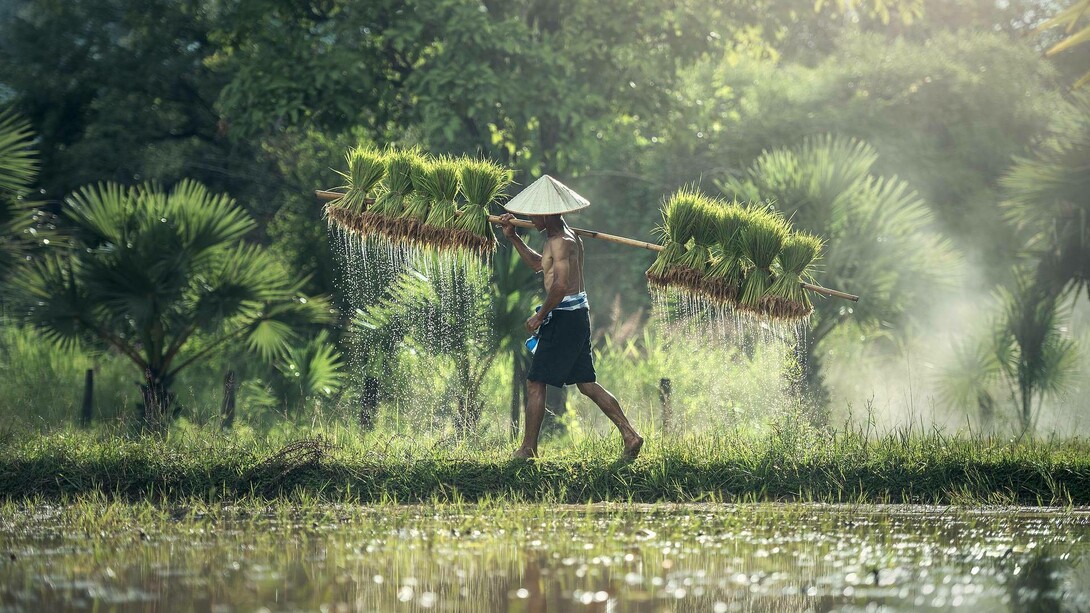 A villager in Vietnam uses the resources provided by nature in a sustainable method in the Anthropocene Epoque