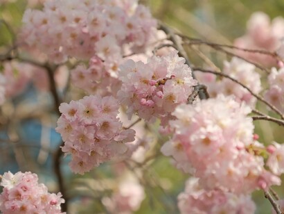 Jazz music. "Kyoto Flowers" parla di questa città giapponese bellissima, ex capitale del Giappone, antichissima della quale abbiamo visitato il parco, ricco di monumenti storici che ti fanno fare un salto e un viaggio nel passato
