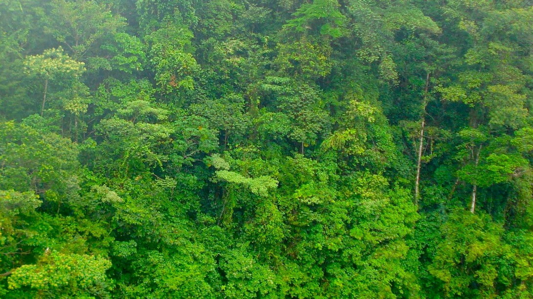 Bosque tropical húmedo, típico de la región de Sarapiquí