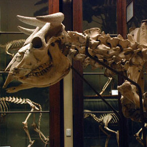 Osteología Comparada. Courtesy of Museo de La Plata