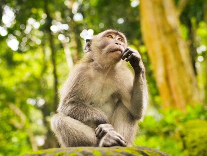 Monkey in deep contemplation